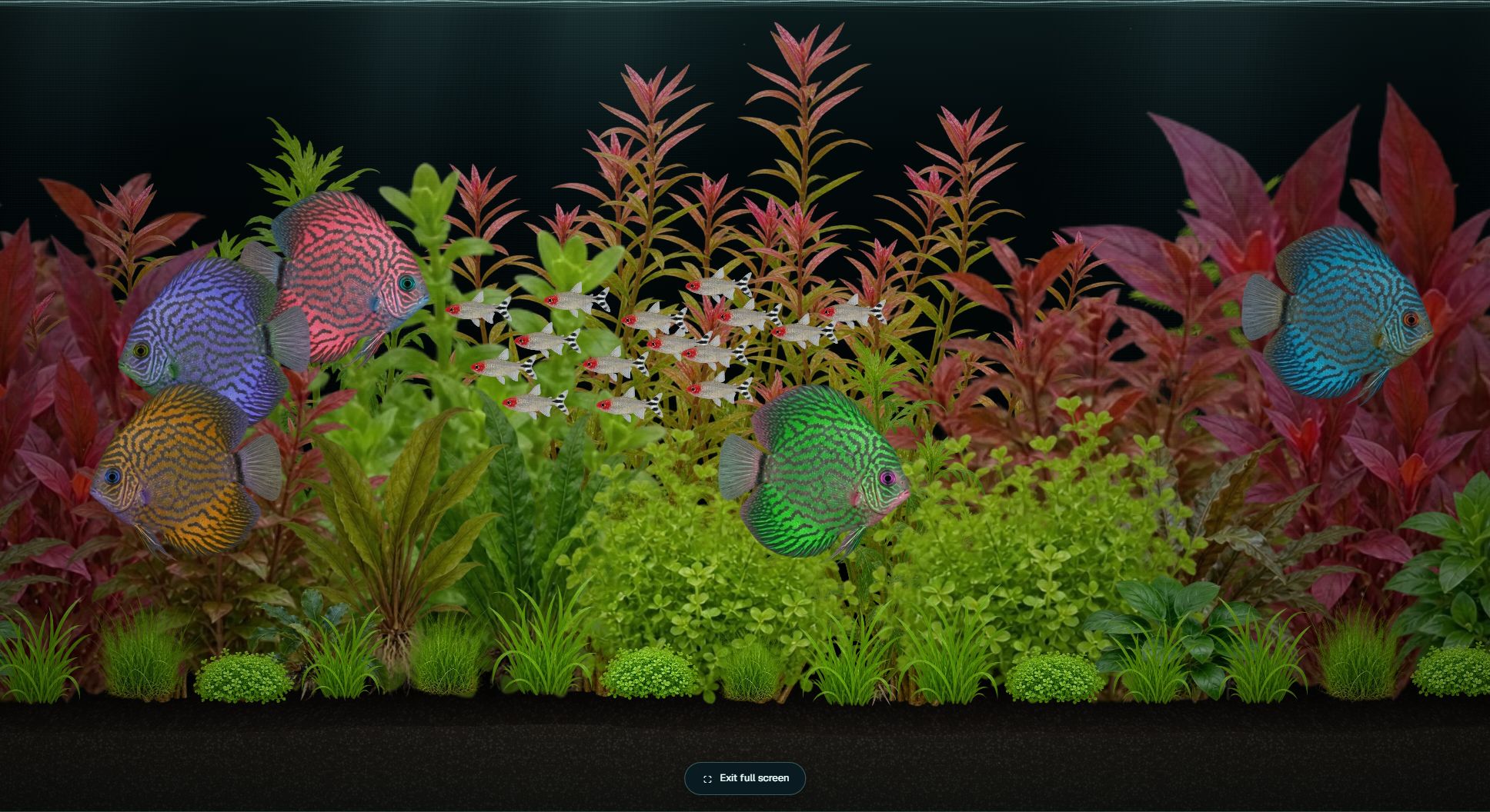 Aquarisim image 4